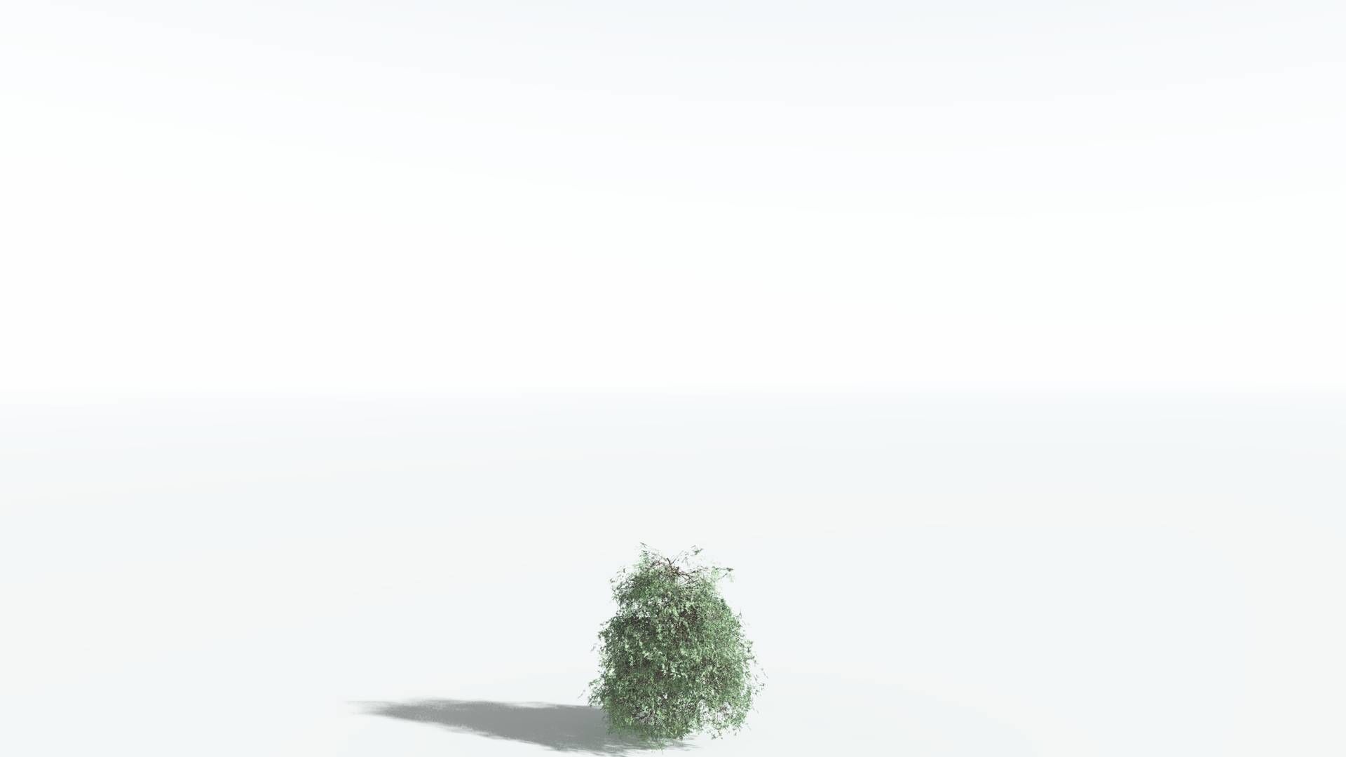 EVERYPlant Kauri LowPoly 1 --12 Models-- Low-poly 3D model_18