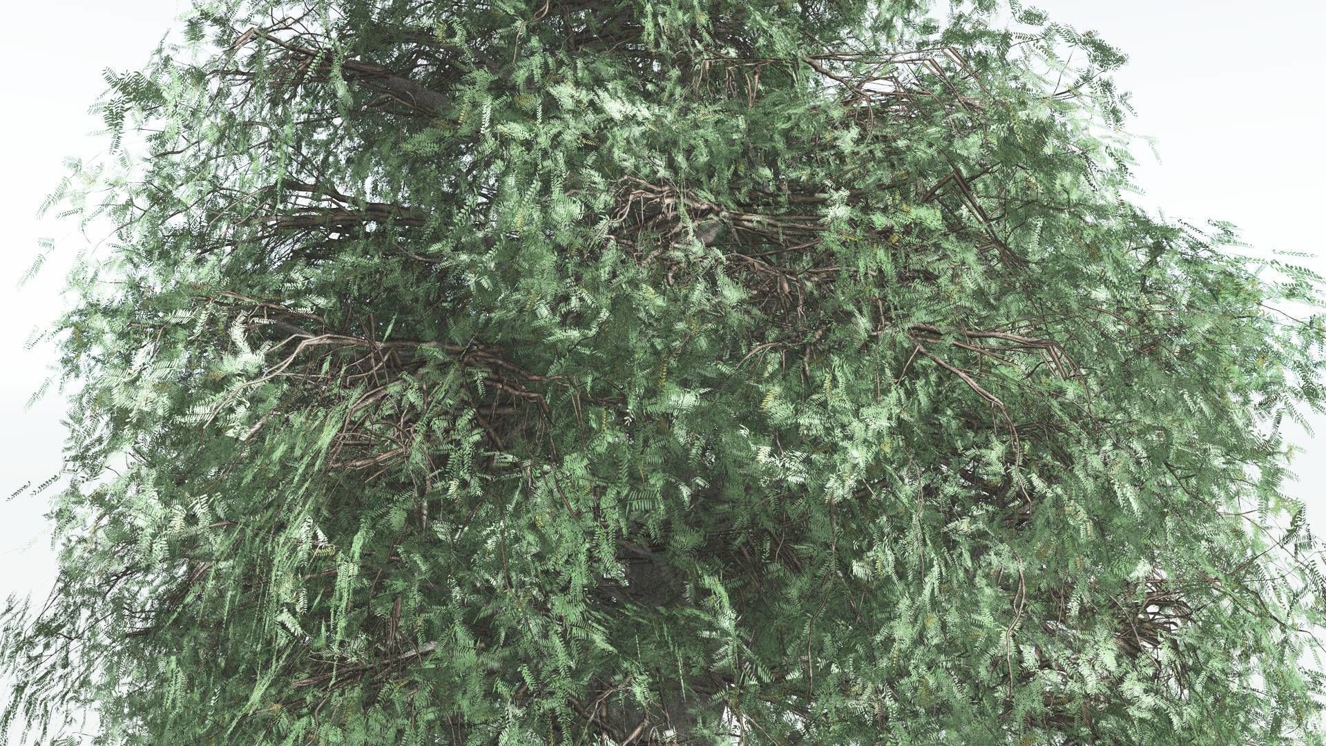 EVERYPlant Kauri LowPoly 1 --12 Models-- Low-poly 3D model_15