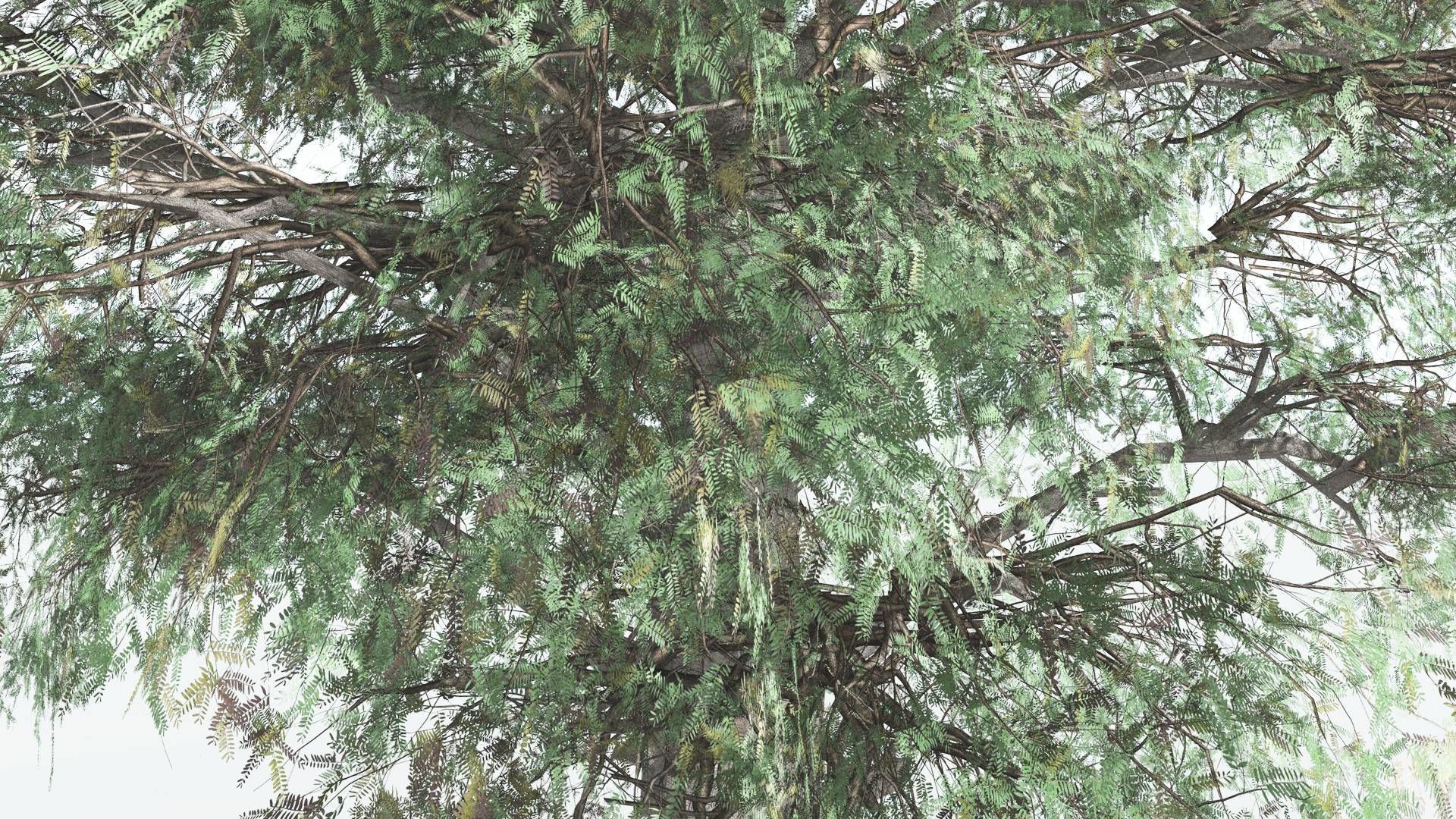 EVERYPlant Kauri LowPoly 1 --12 Models-- Low-poly 3D model_7