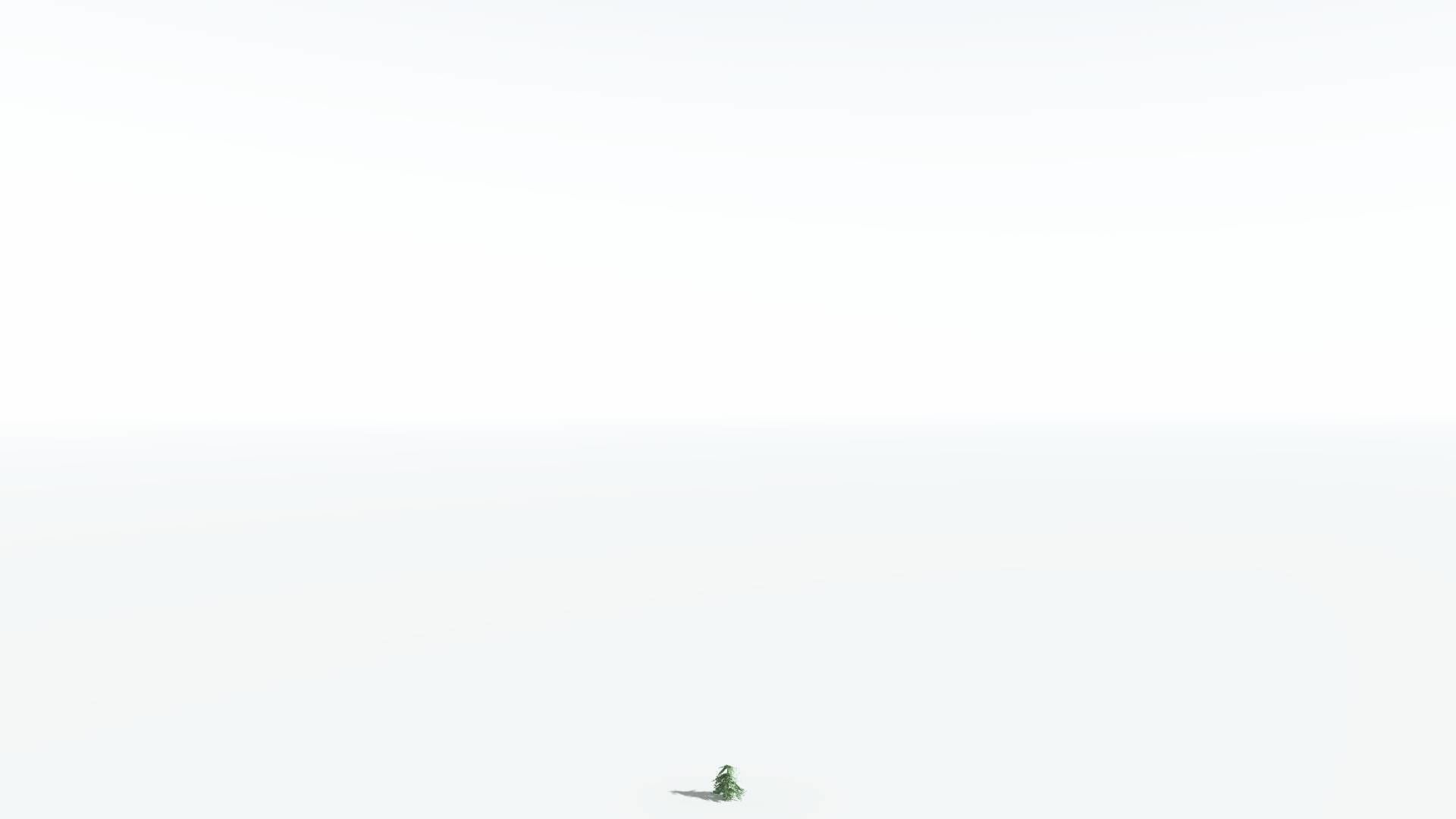 EVERYPlant Kauri LowPoly 1 --12 Models-- Low-poly 3D model_20