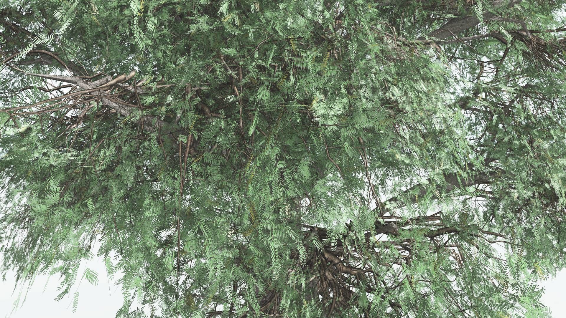 EVERYPlant Kauri LowPoly 1 --12 Models-- Low-poly 3D model_23