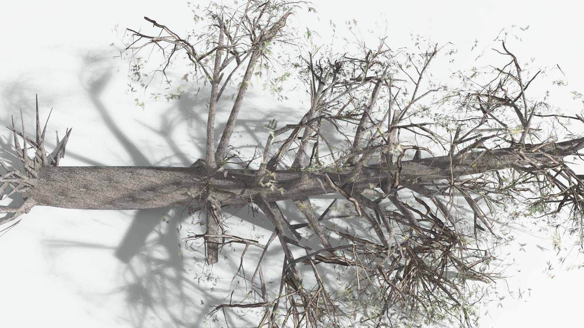 EVERYPlant Kauri LowPoly 1 --12 Models-- Low-poly 3D model_13