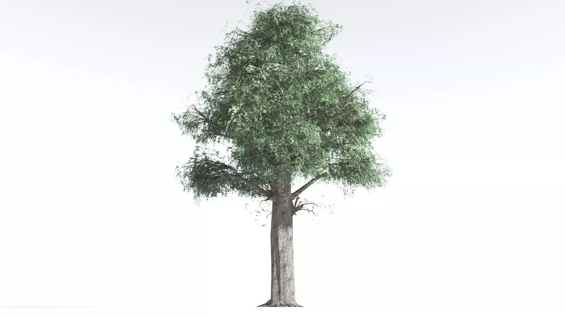 EVERYPlant Kauri LowPoly 1 --12 Models-- Low-poly 3D model_0