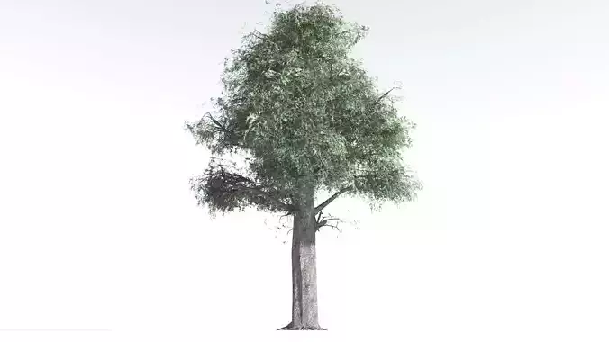 EVERYPlant Kauri LowPoly 1 --12 Models-- Low-poly 3D model