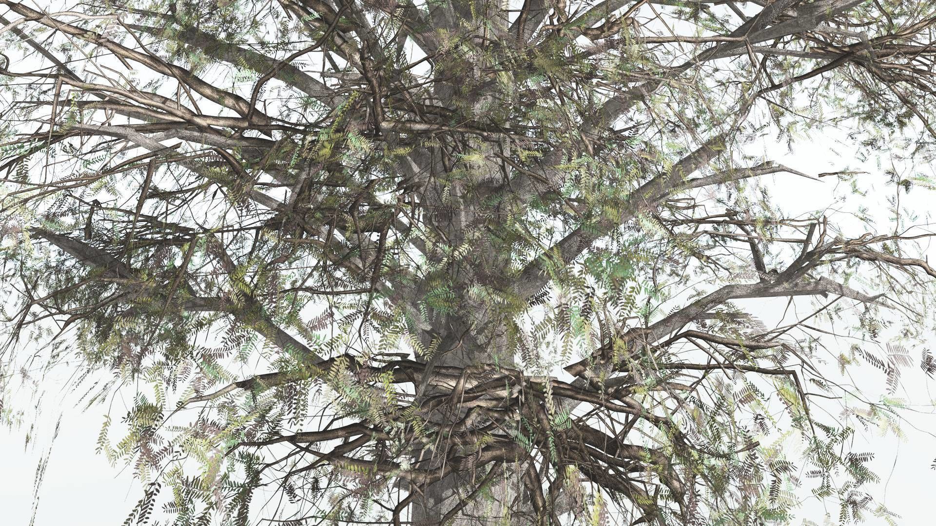 EVERYPlant Kauri LowPoly 1 --12 Models-- Low-poly 3D model_9