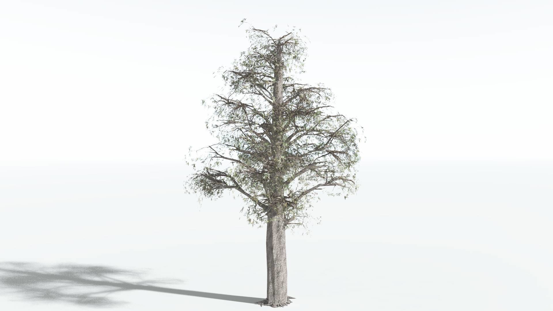 EVERYPlant Kauri LowPoly 1 --12 Models-- Low-poly 3D model_8