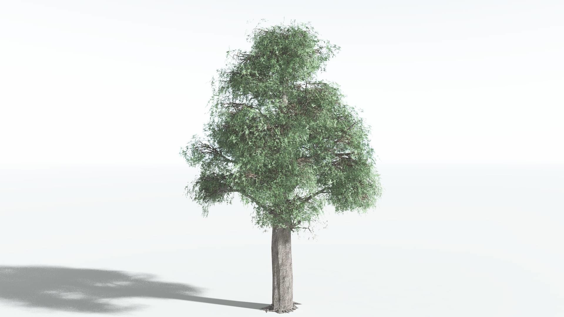 EVERYPlant Kauri LowPoly 1 --12 Models-- Low-poly 3D model_4