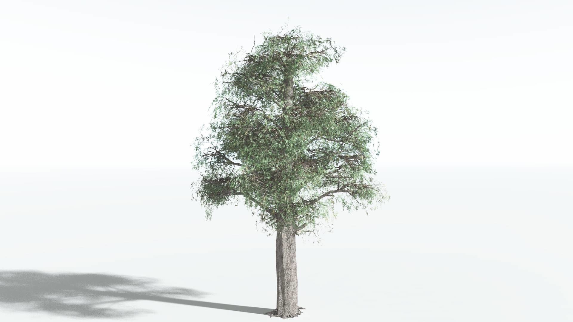 EVERYPlant Kauri LowPoly 1 --12 Models-- Low-poly 3D model_6