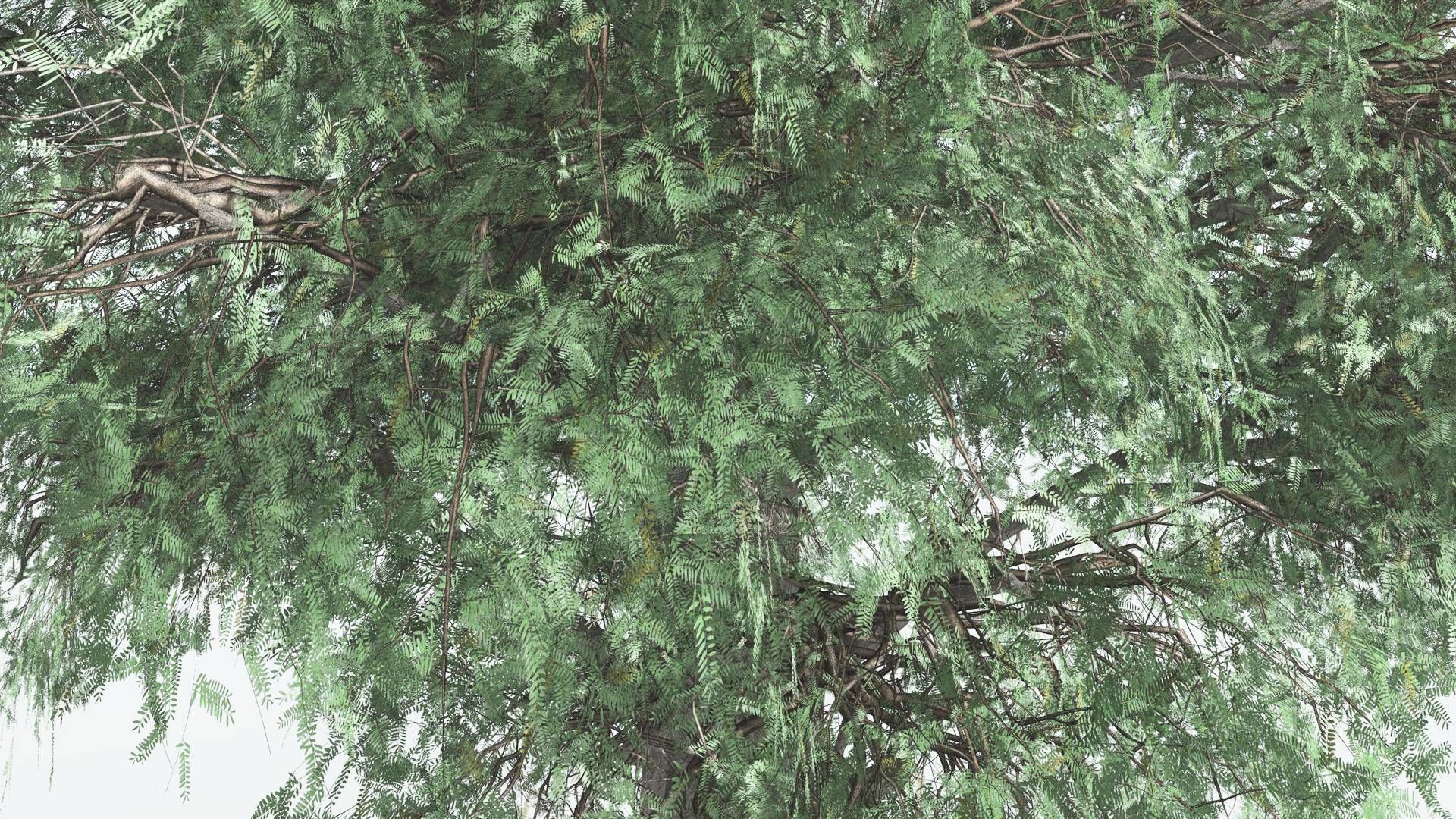 EVERYPlant Kauri LowPoly 1 --12 Models-- Low-poly 3D model_5