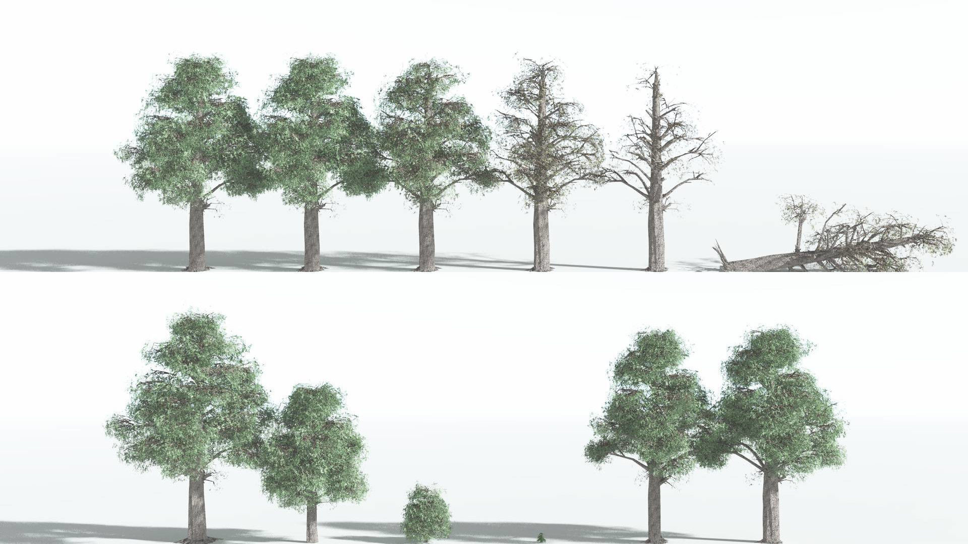 EVERYPlant Kauri LowPoly 1 --12 Models-- Low-poly 3D model_1