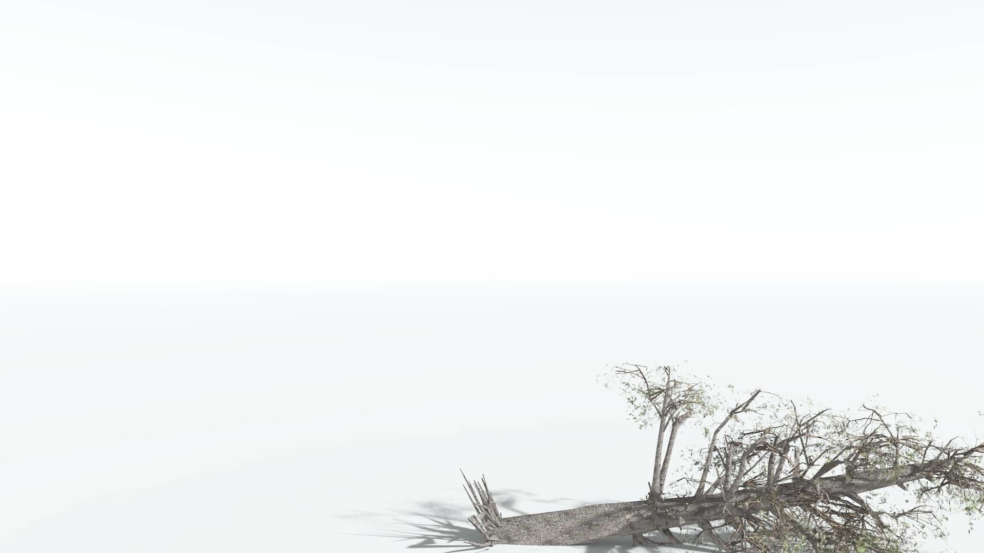 EVERYPlant Kauri LowPoly 1 --12 Models-- Low-poly 3D model_12