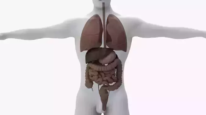 4k Realistic Scan Organ for Anatomy Low-poly 3D model
