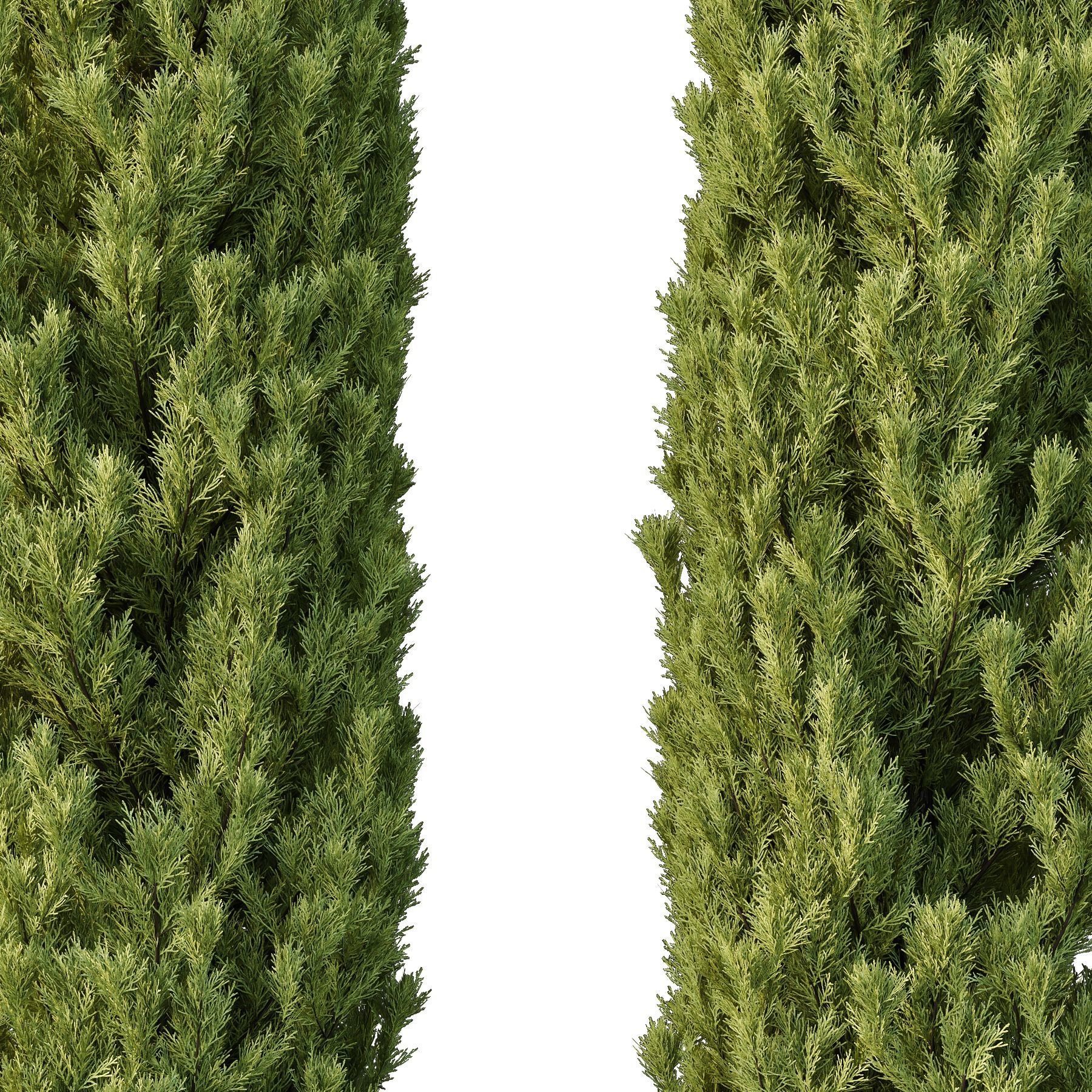 Cedrus deodara14 3D model_1