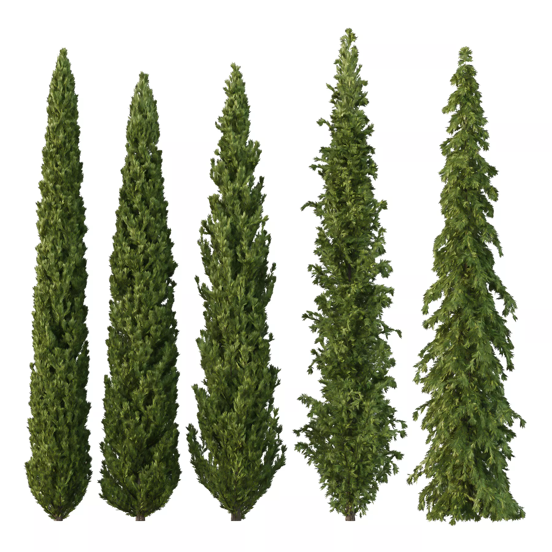 Cedrus deodara14 3D model_0