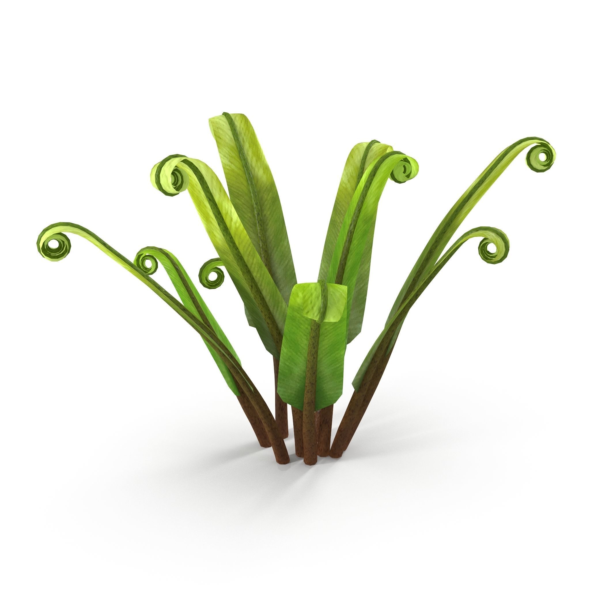 Fern Phyllitis Scolopendrium 3D model_4