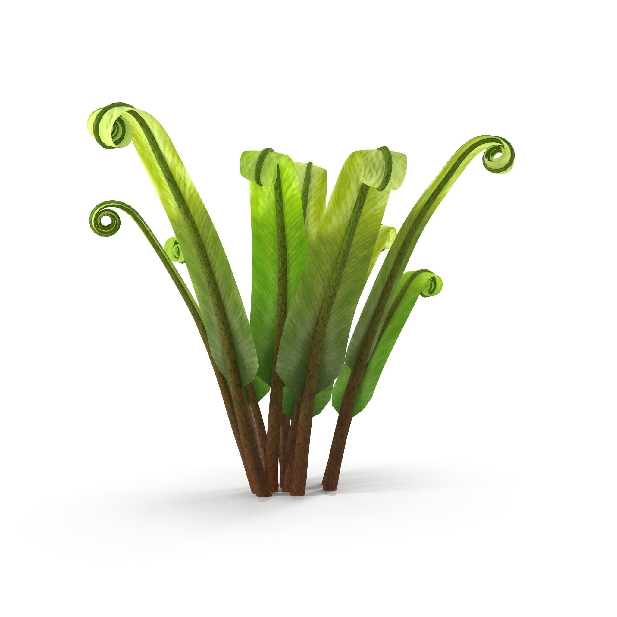 Fern Phyllitis Scolopendrium 3D model_1