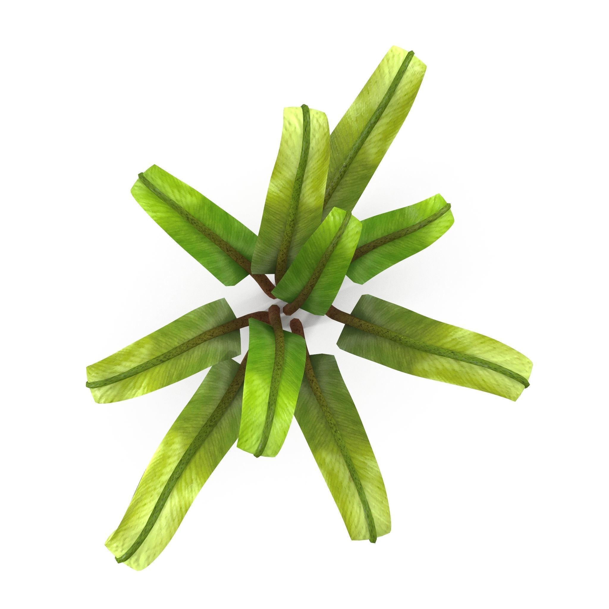 Fern Phyllitis Scolopendrium 3D model_2