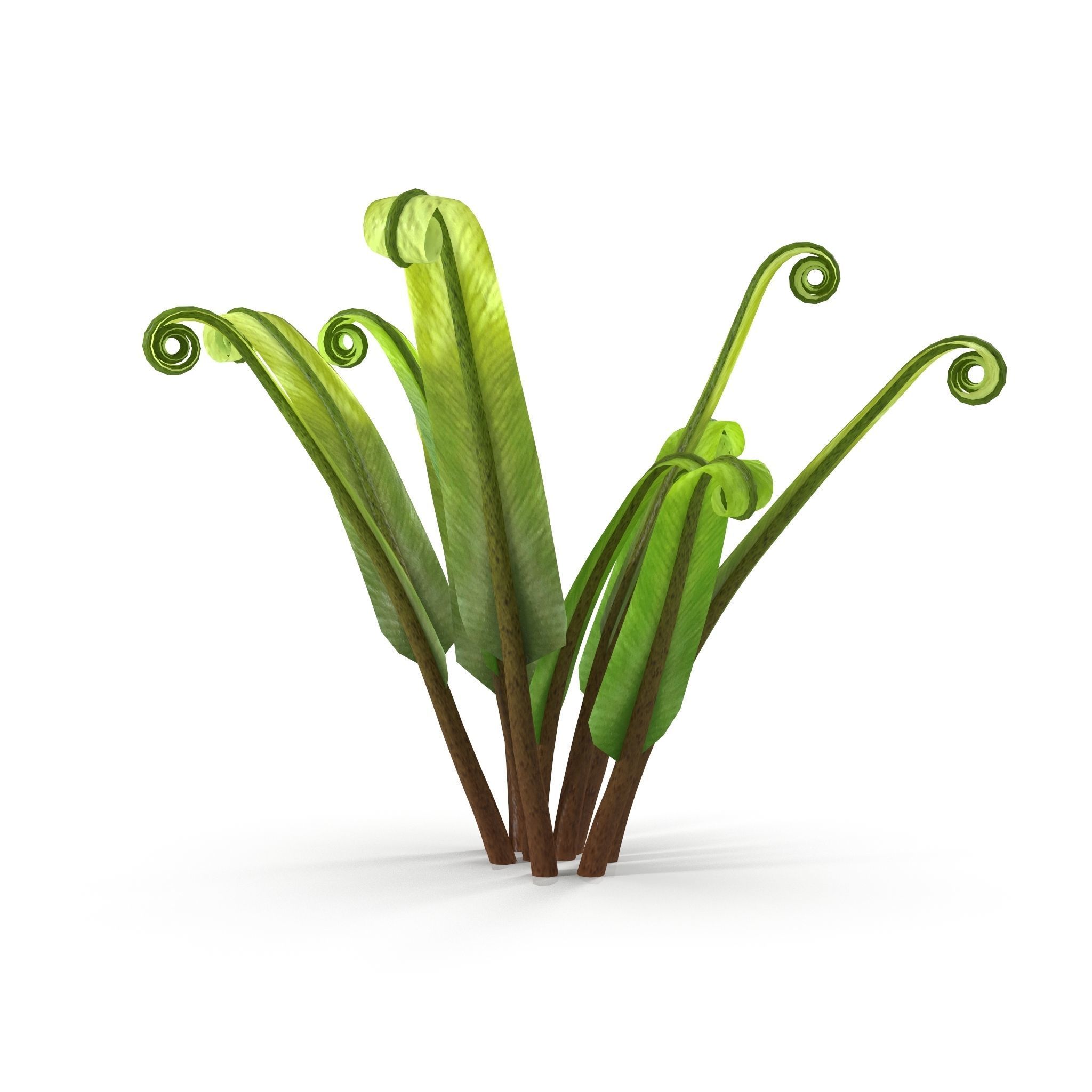Fern Phyllitis Scolopendrium 3D model_3