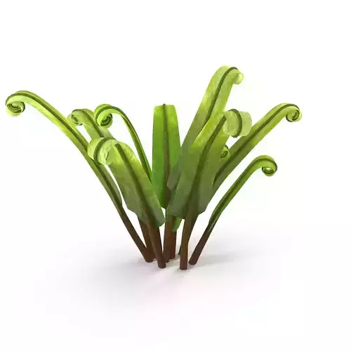 Fern Phyllitis Scolopendrium