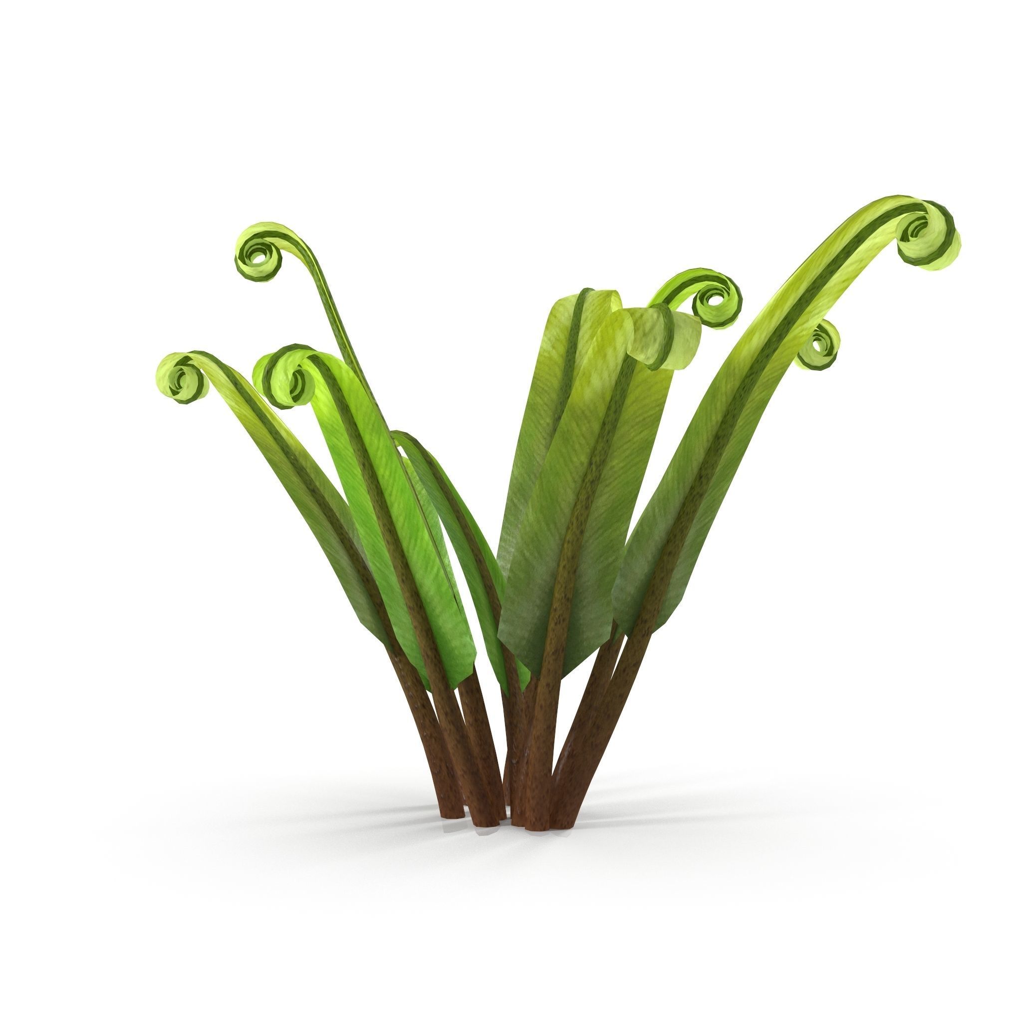 Fern Phyllitis Scolopendrium 3D model_6