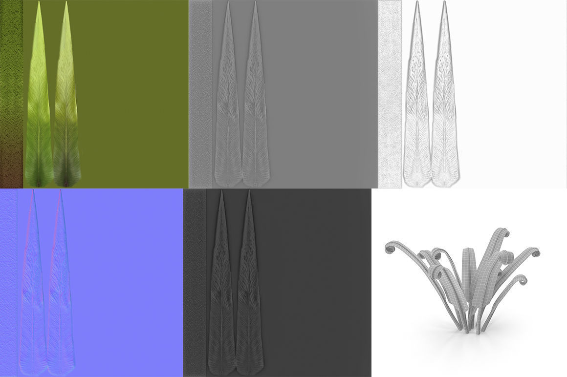 Fern Phyllitis Scolopendrium 3D model_7