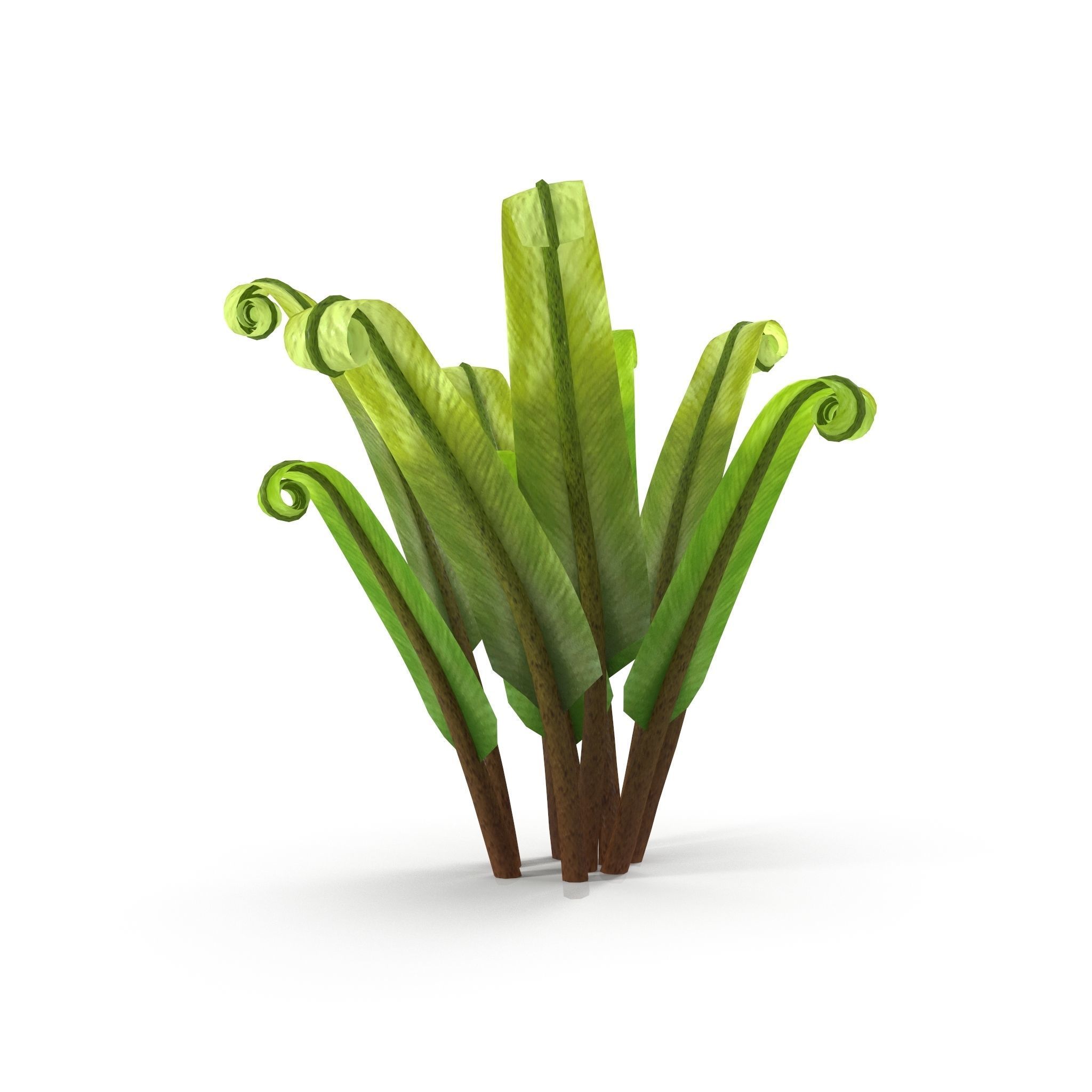 Fern Phyllitis Scolopendrium 3D model_5