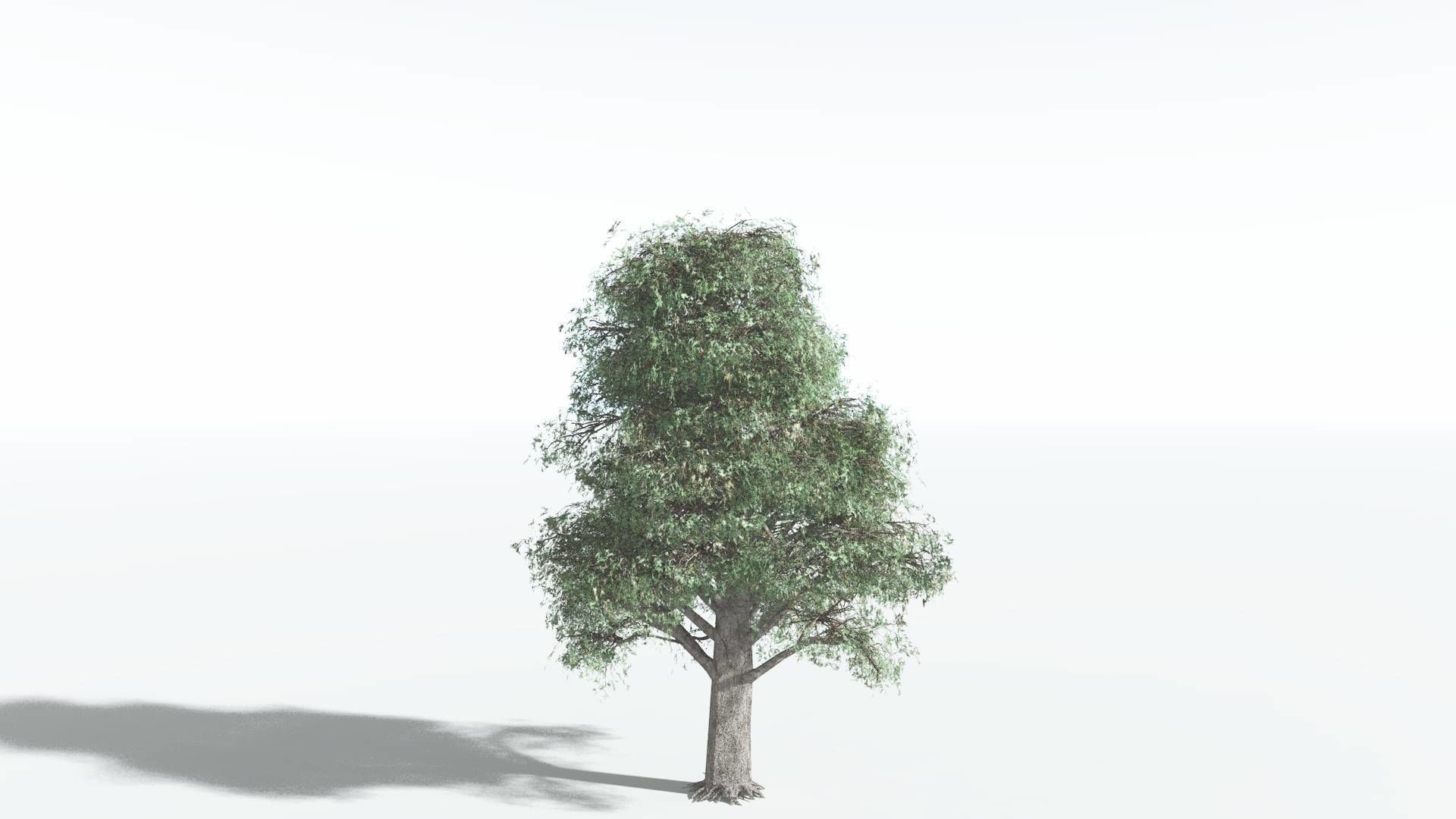 EVERYPlant Kauri LowPoly 2 --12 Models-- Low-poly 3D model_6