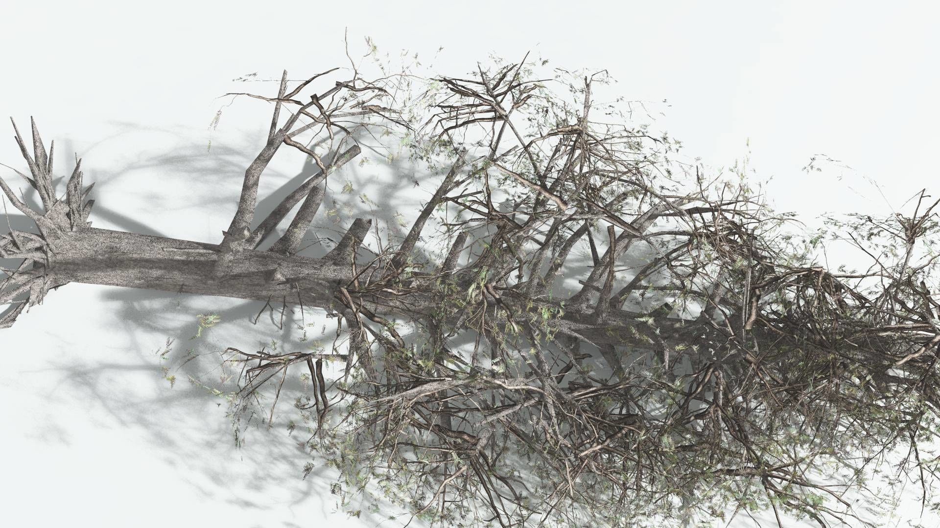 EVERYPlant Kauri LowPoly 2 --12 Models-- Low-poly 3D model_13