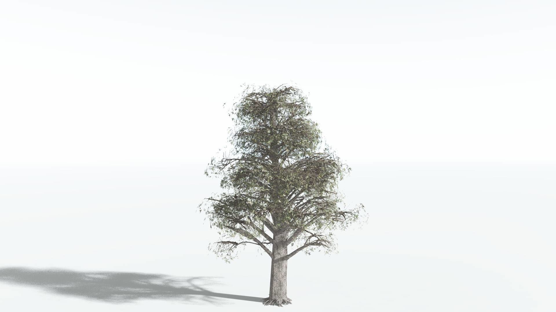 EVERYPlant Kauri LowPoly 2 --12 Models-- Low-poly 3D model_8
