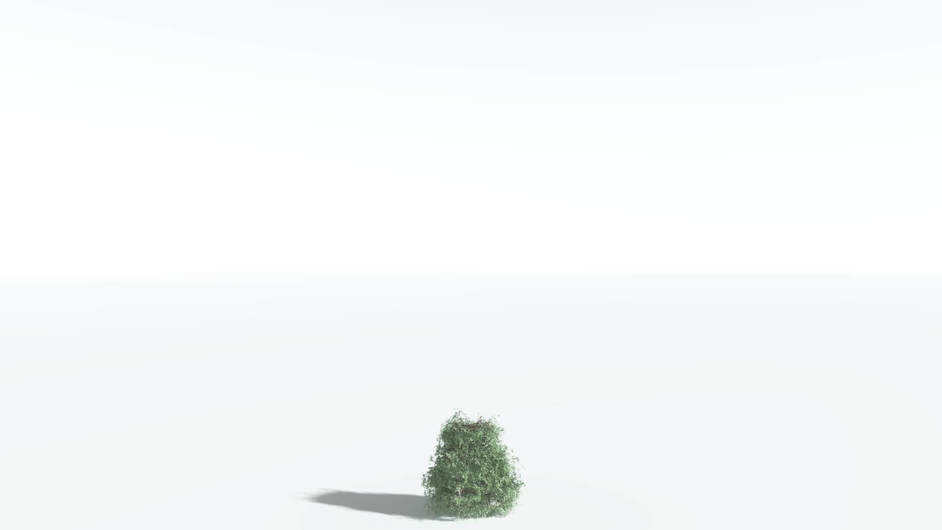 EVERYPlant Kauri LowPoly 2 --12 Models-- Low-poly 3D model_18