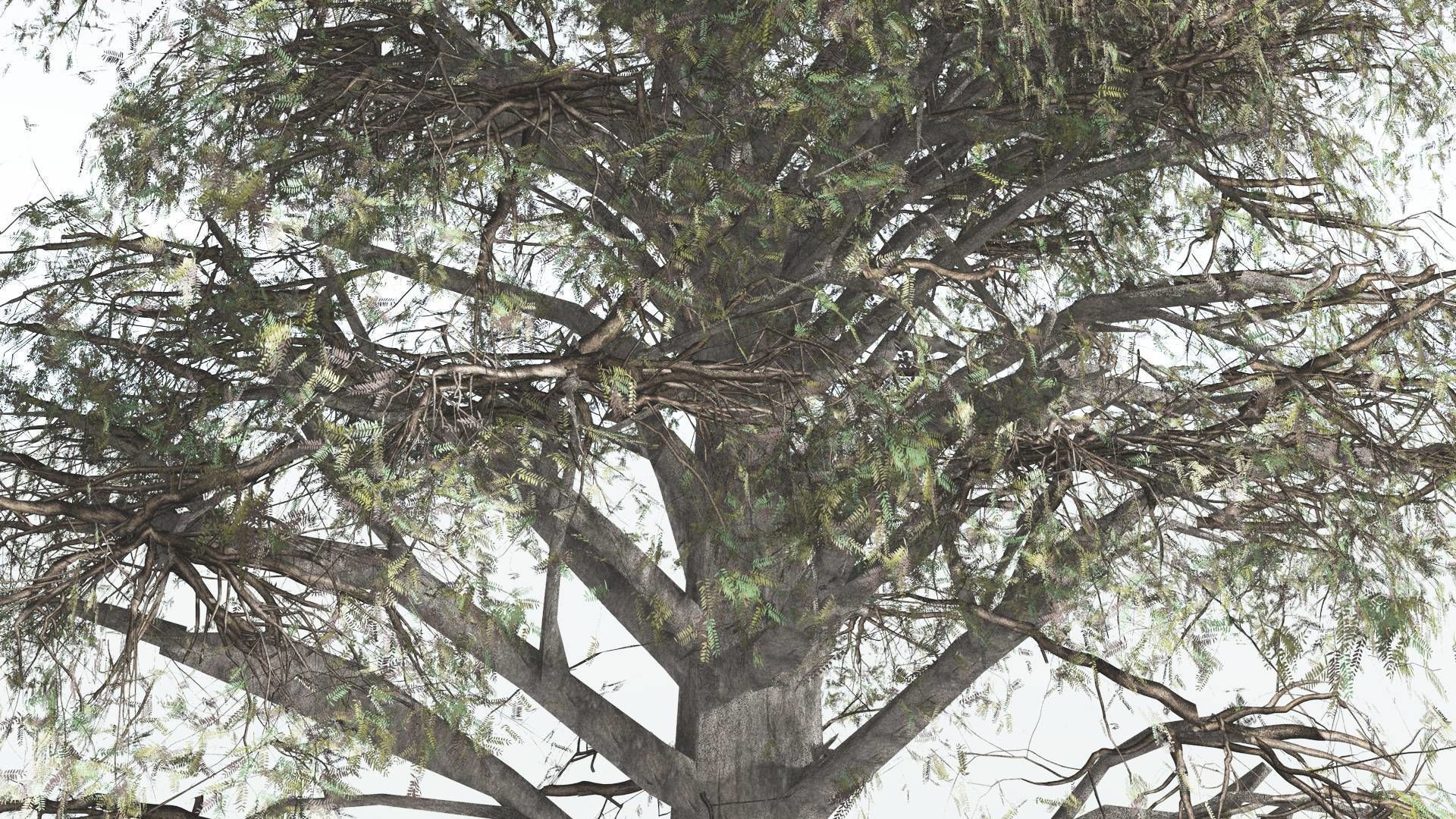 EVERYPlant Kauri LowPoly 2 --12 Models-- Low-poly 3D model_9