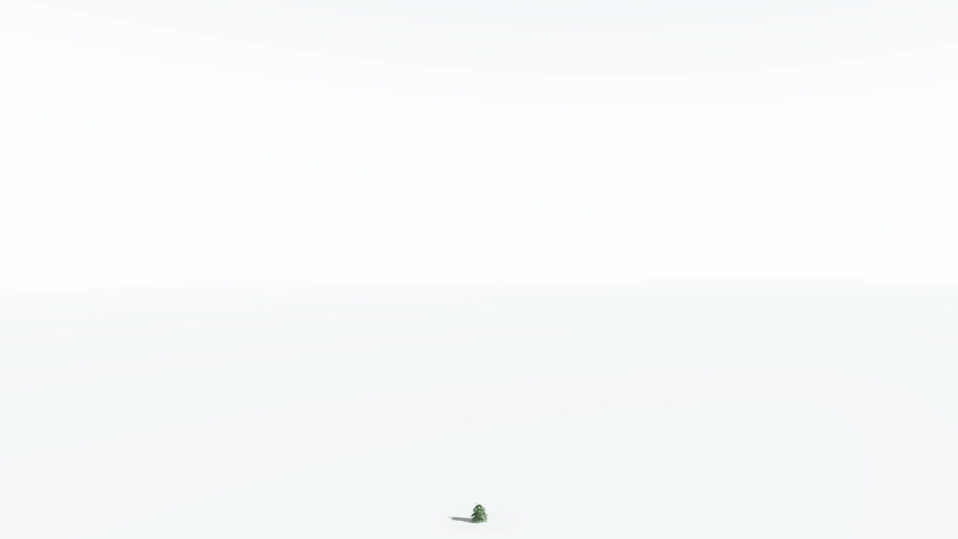 EVERYPlant Kauri LowPoly 2 --12 Models-- Low-poly 3D model_20