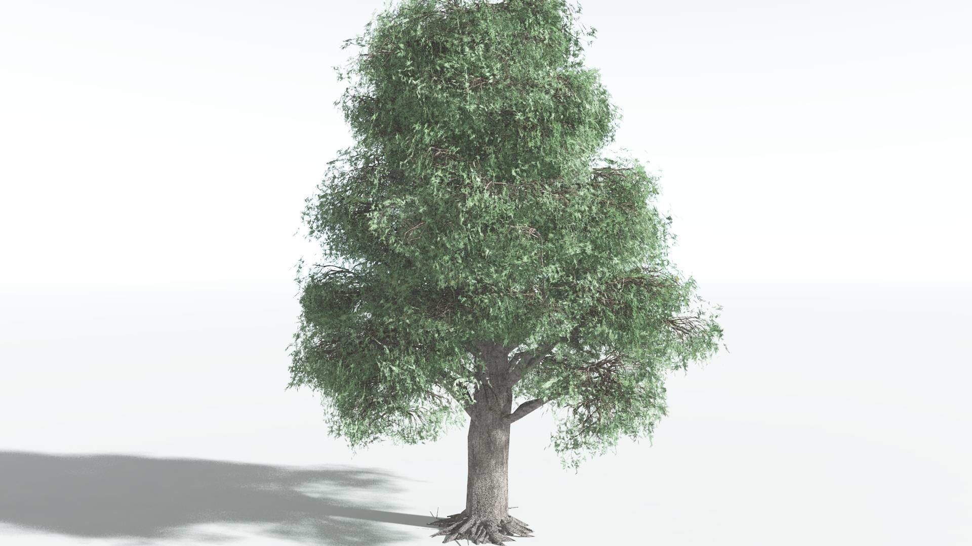 EVERYPlant Kauri LowPoly 2 --12 Models-- Low-poly 3D model_14