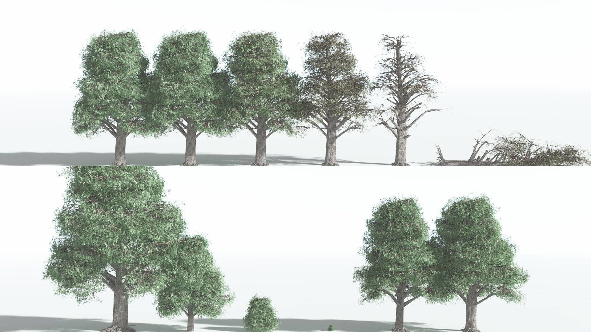 EVERYPlant Kauri LowPoly 2 --12 Models-- Low-poly 3D model_1