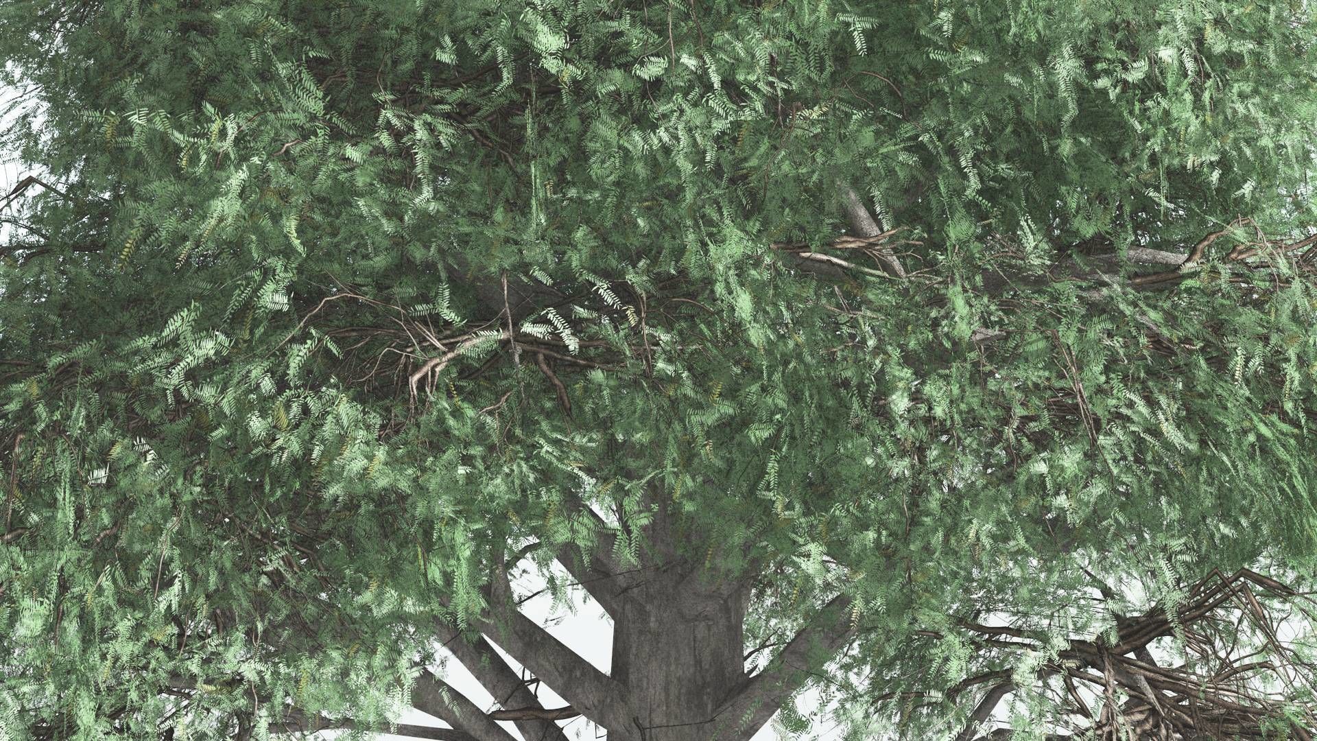 EVERYPlant Kauri LowPoly 2 --12 Models-- Low-poly 3D model_5