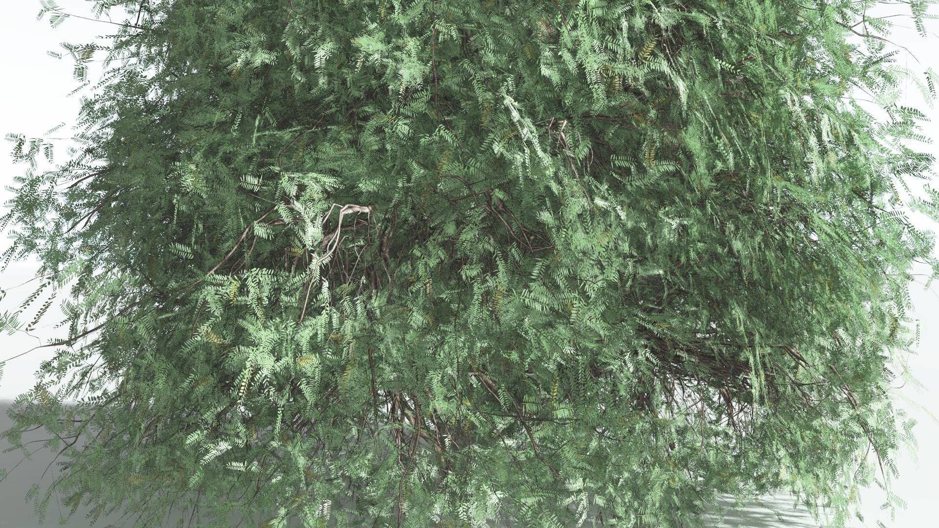 EVERYPlant Kauri LowPoly 2 --12 Models-- Low-poly 3D model_19