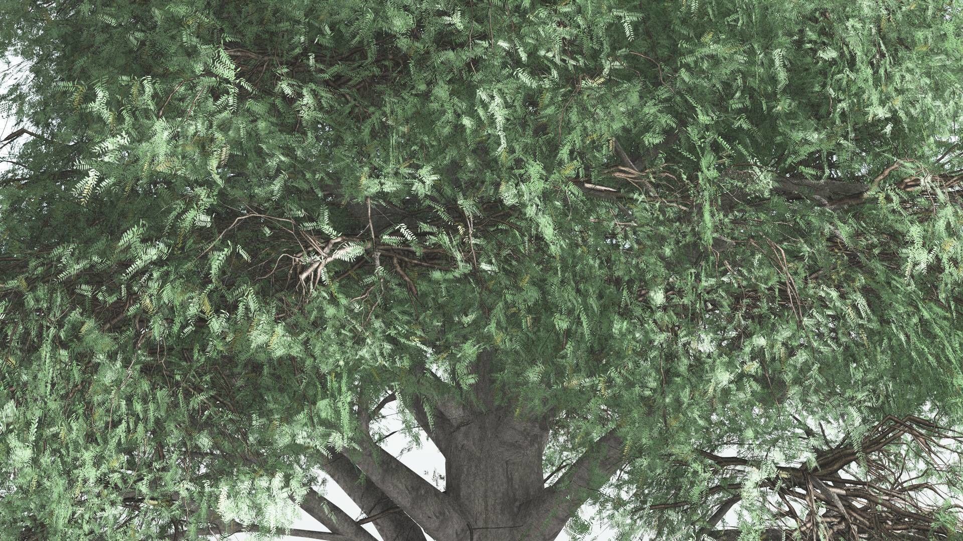 EVERYPlant Kauri LowPoly 2 --12 Models-- Low-poly 3D model_25