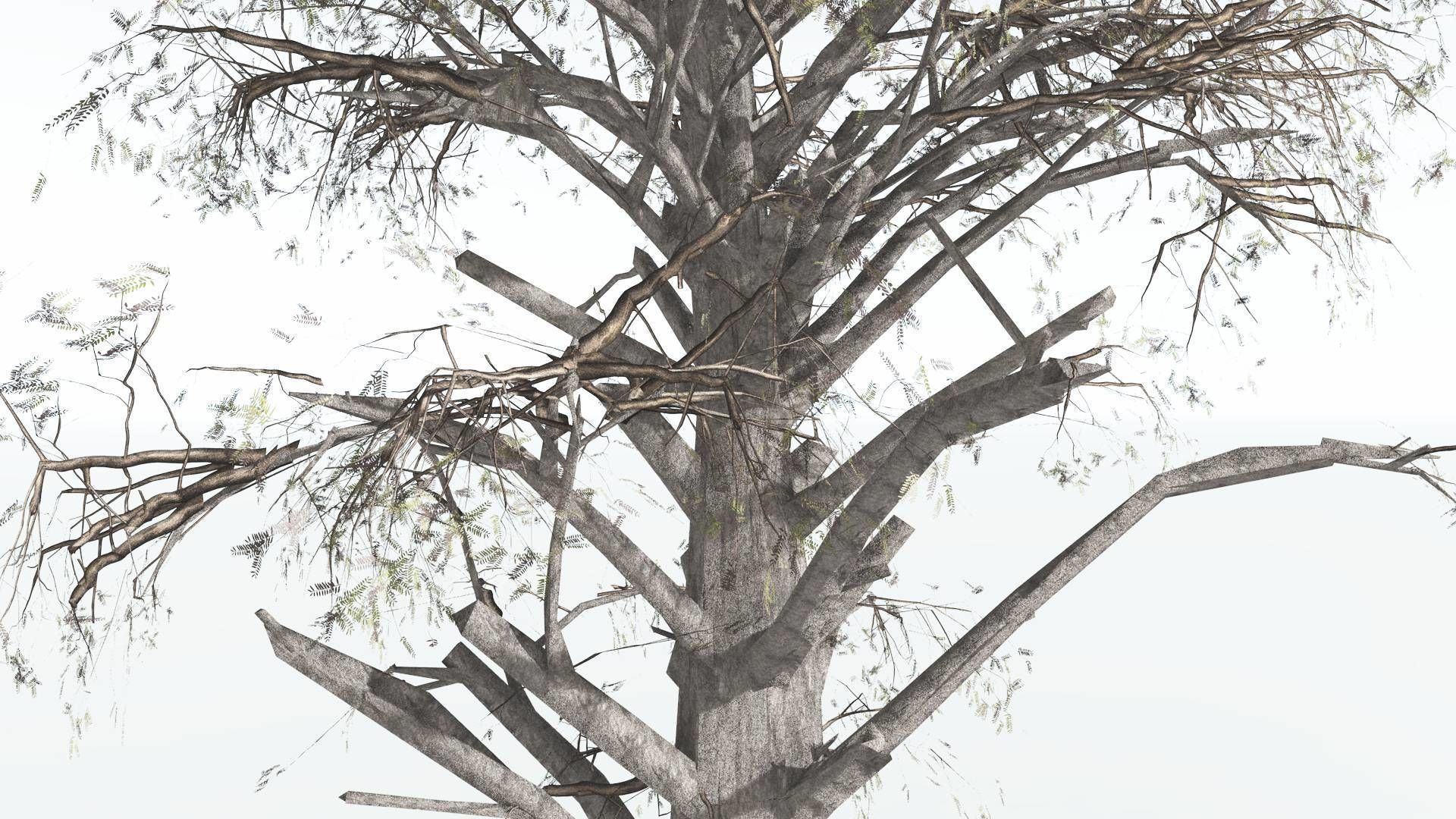 EVERYPlant Kauri LowPoly 2 --12 Models-- Low-poly 3D model_11