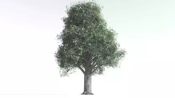 EVERYPlant Kauri LowPoly 2 --12 Models-- Low-poly 3D model