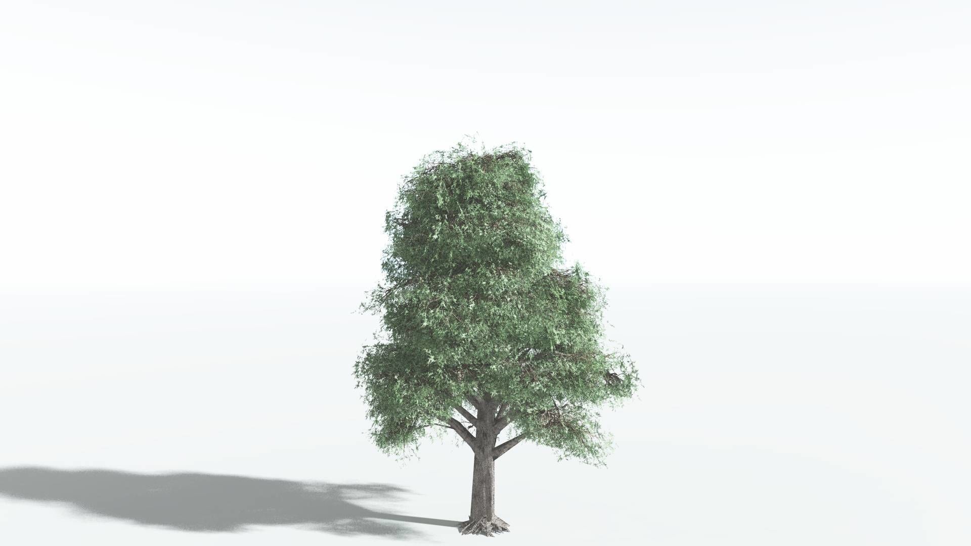 EVERYPlant Kauri LowPoly 2 --12 Models-- Low-poly 3D model_22