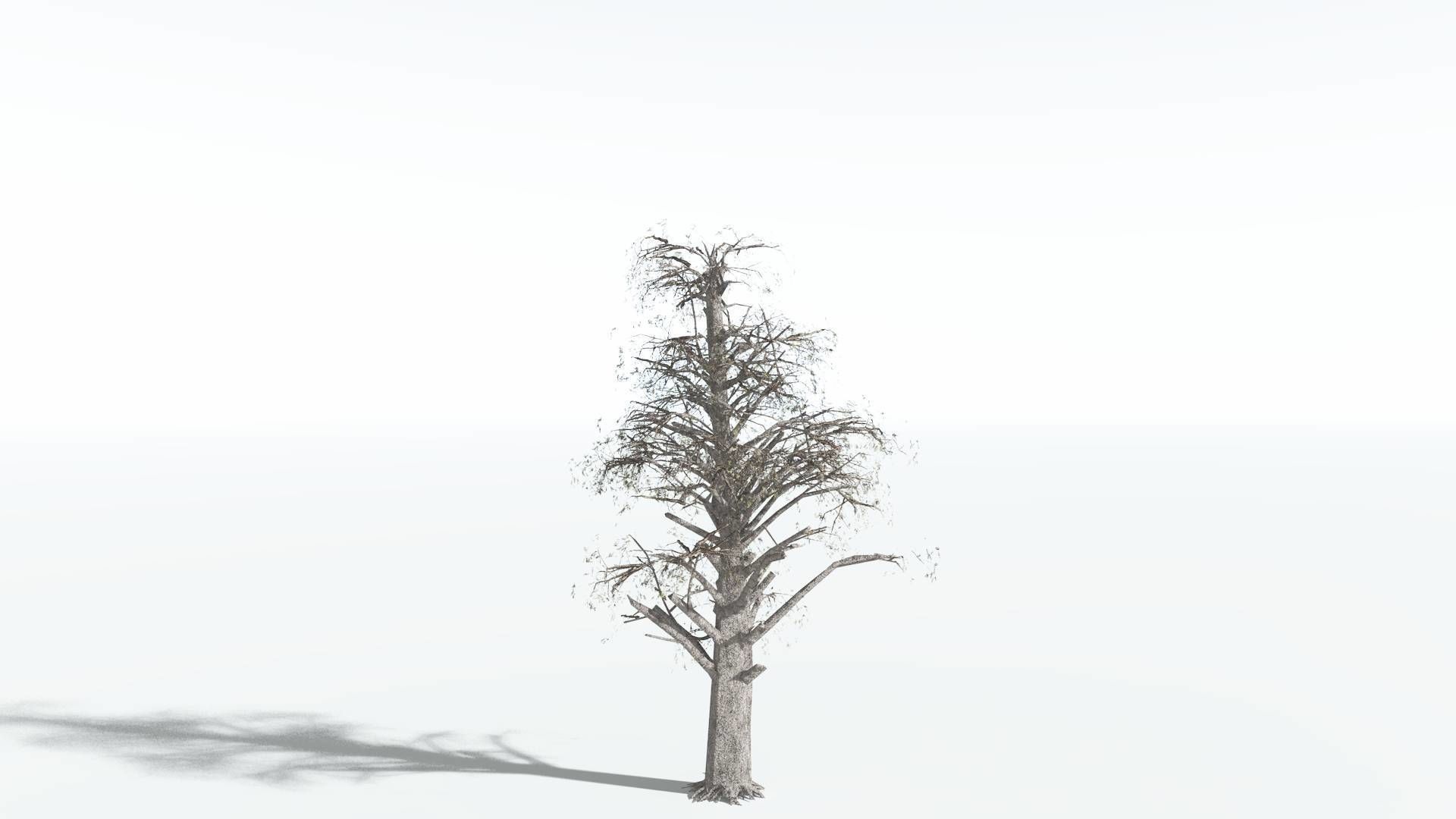 EVERYPlant Kauri LowPoly 2 --12 Models-- Low-poly 3D model_10