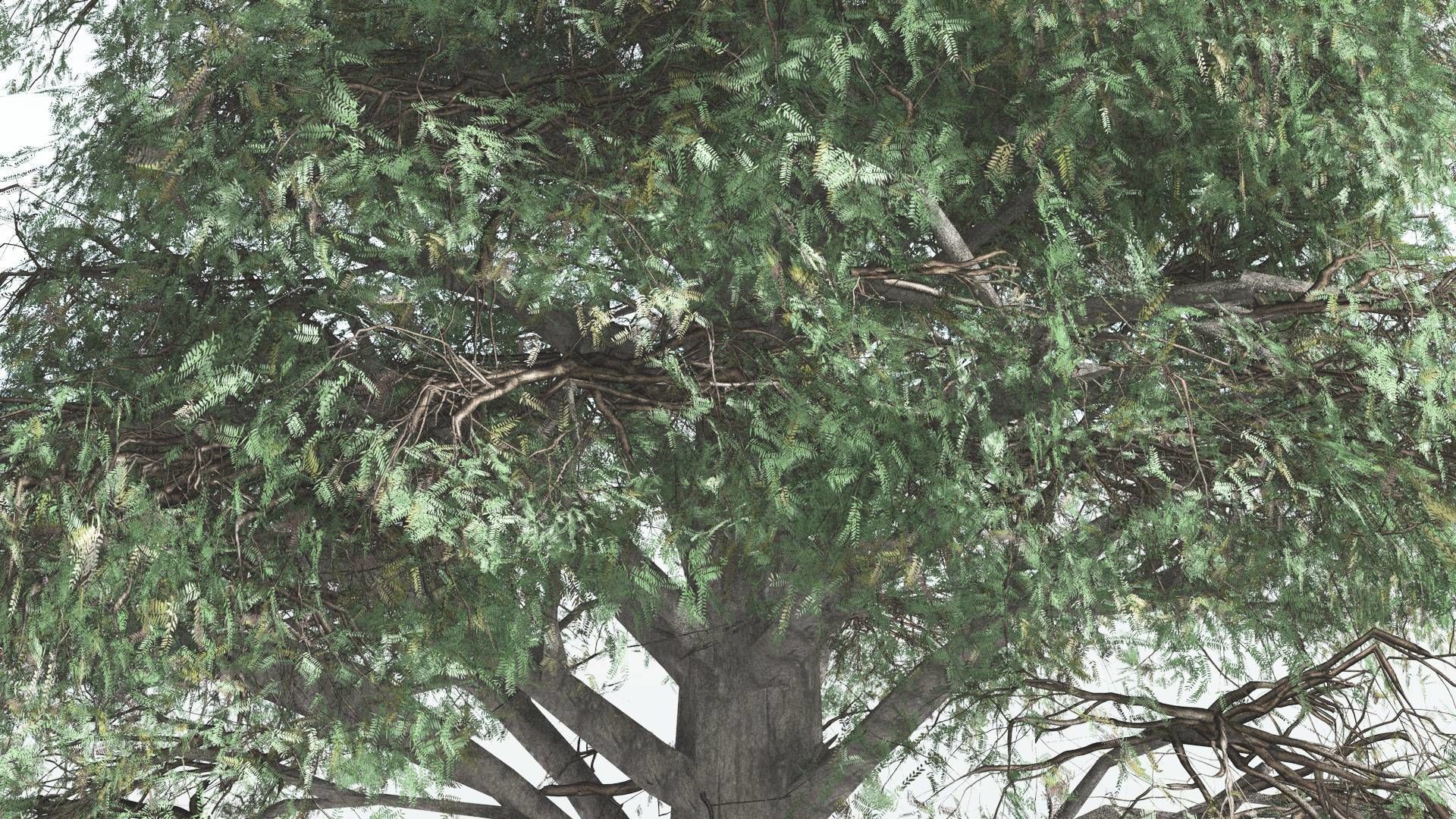 EVERYPlant Kauri LowPoly 2 --12 Models-- Low-poly 3D model_7