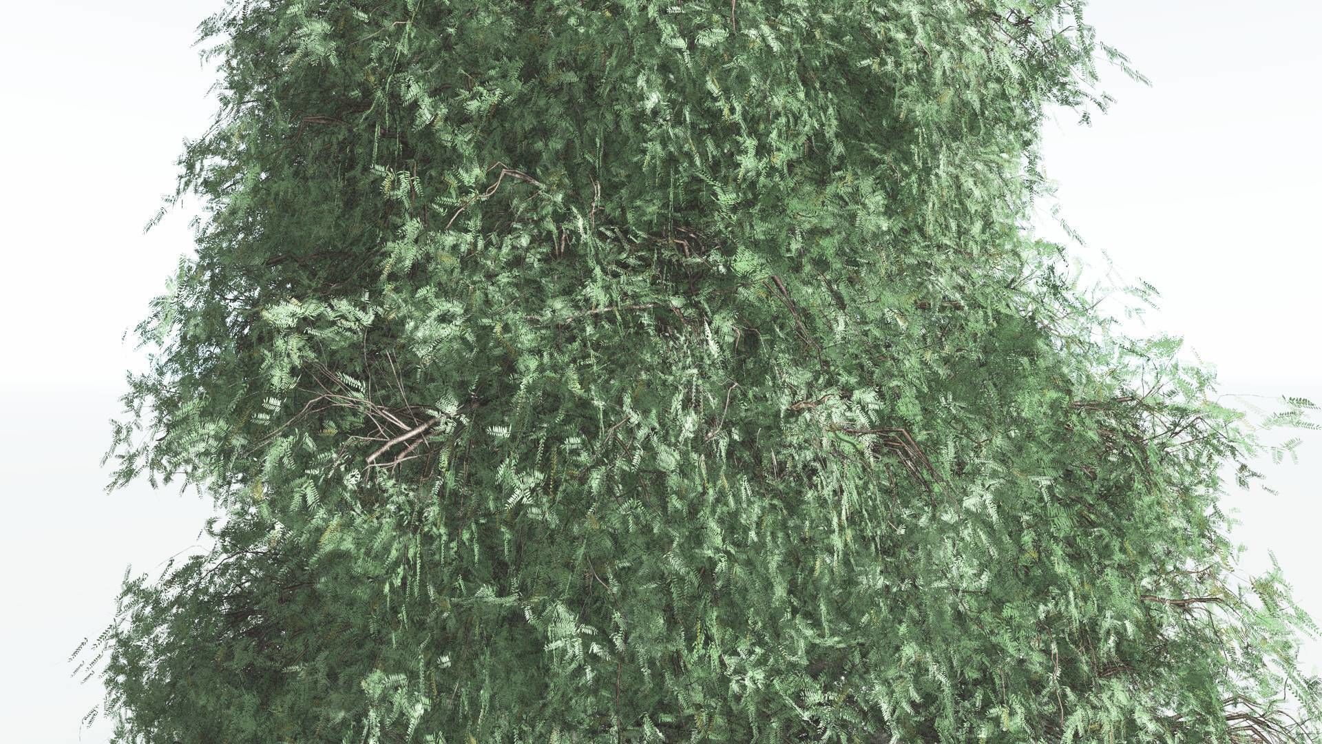 EVERYPlant Kauri LowPoly 2 --12 Models-- Low-poly 3D model_17