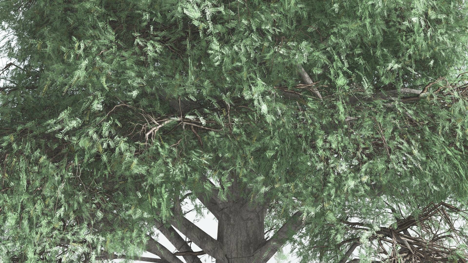 EVERYPlant Kauri LowPoly 2 --12 Models-- Low-poly 3D model_3