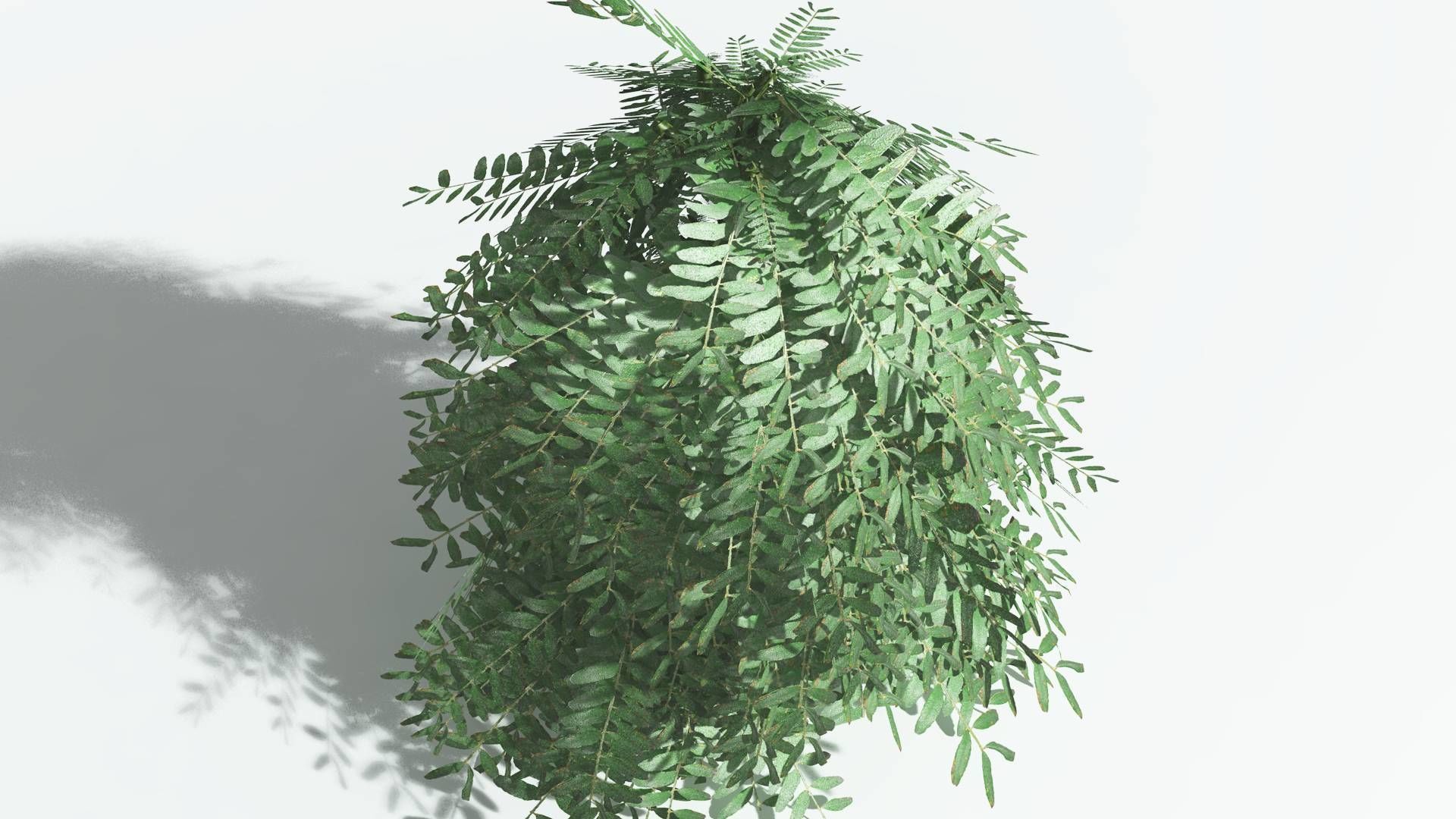 EVERYPlant Kauri LowPoly 2 --12 Models-- Low-poly 3D model_21