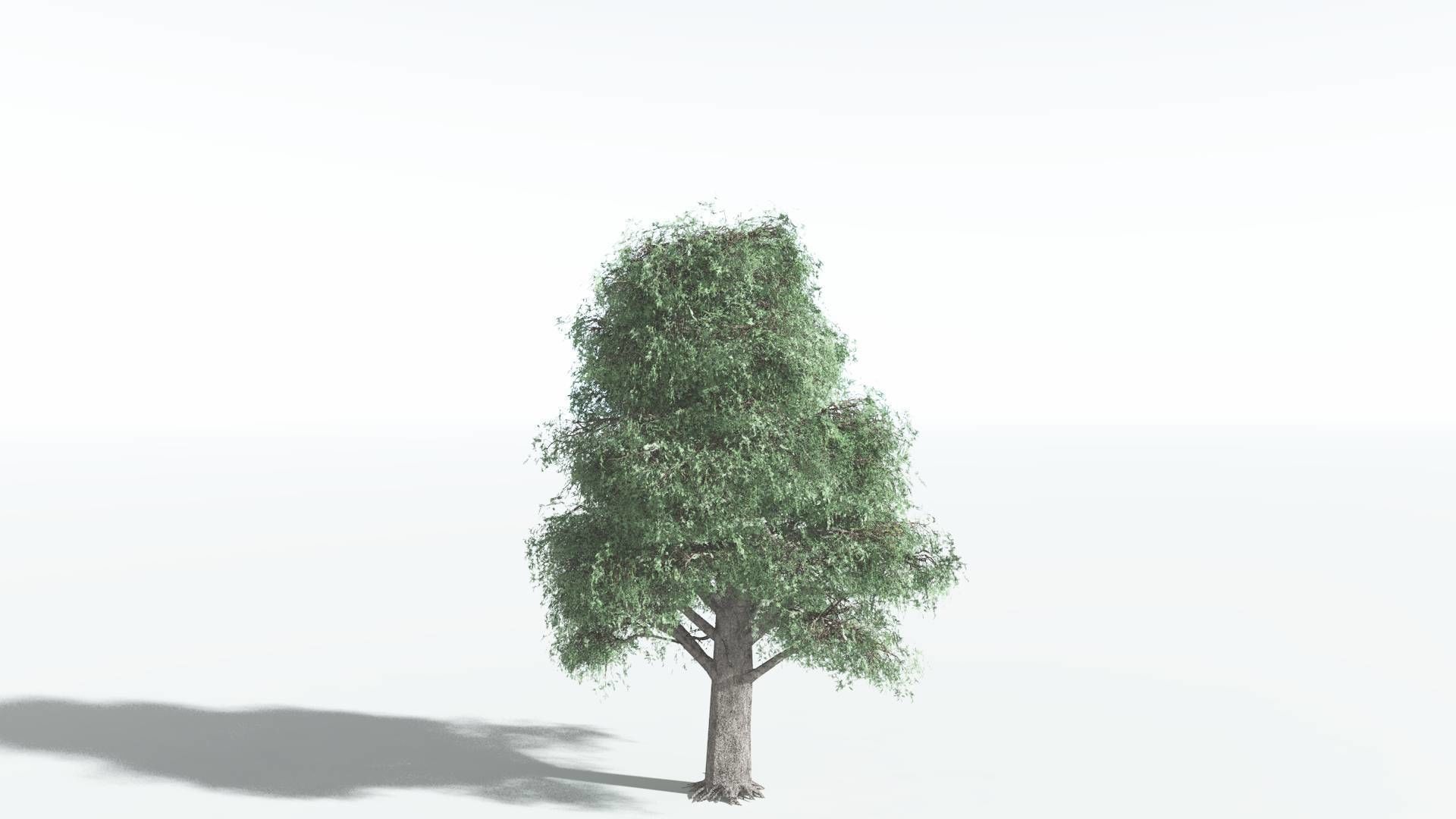 EVERYPlant Kauri LowPoly 2 --12 Models-- Low-poly 3D model_2