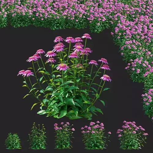 Echinacea purpurea pink double delight