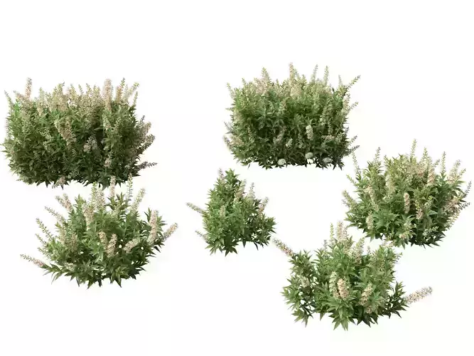 Prunus laurocerasus Otto Luyken - Cherry laurel