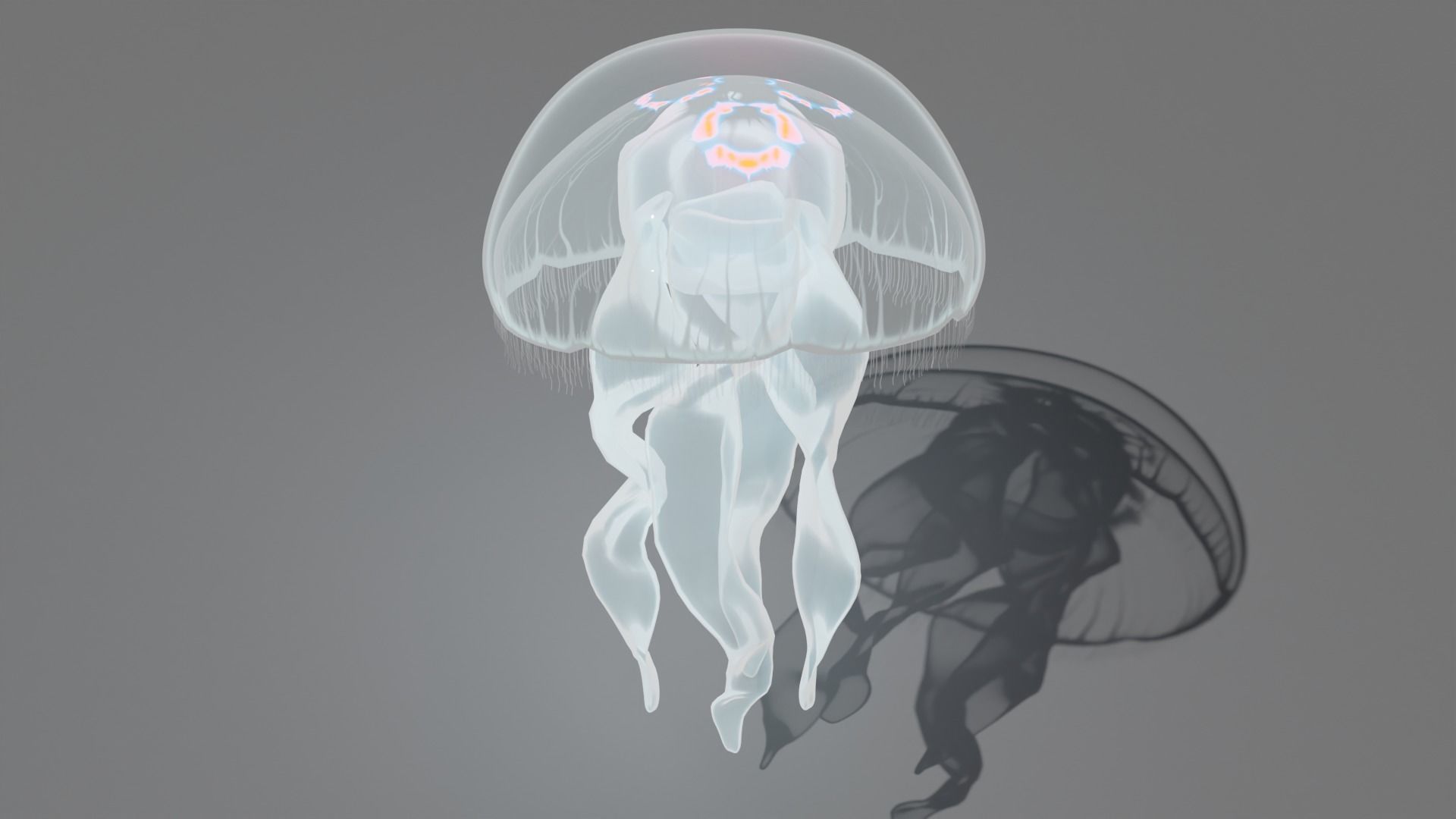 Aurelia Aurita or common jellyfish 3D model_3