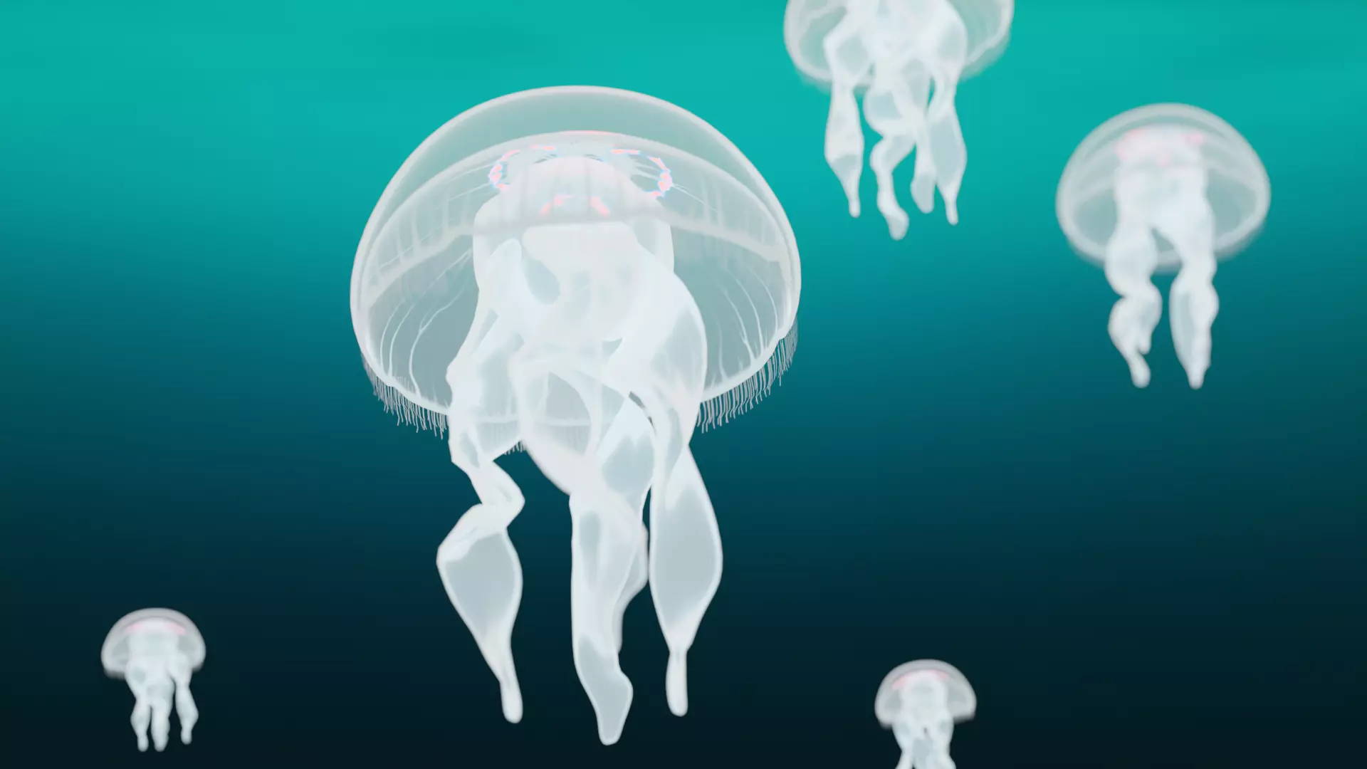 Aurelia Aurita or common jellyfish 3D model_0